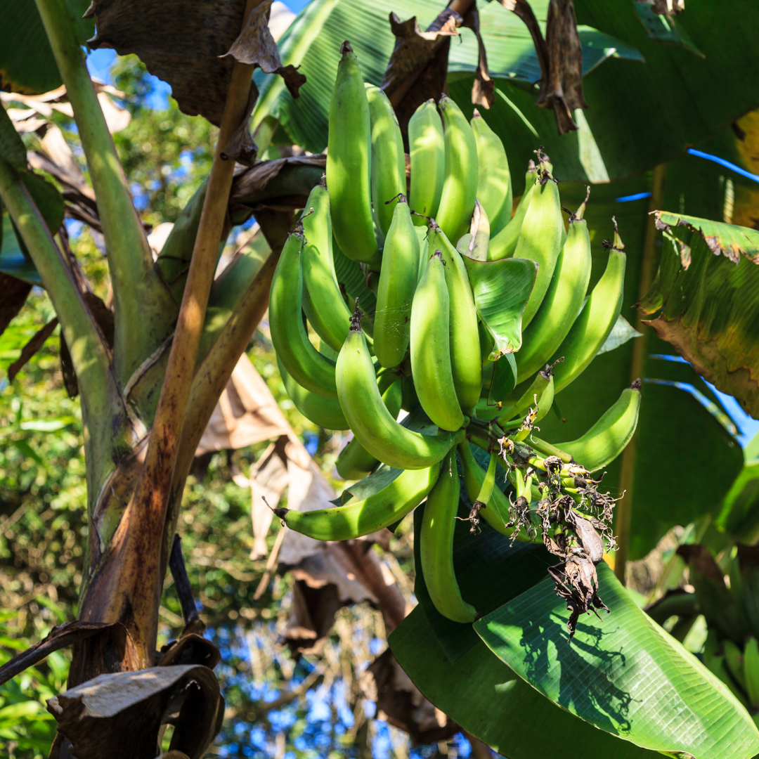 Escuela de Soberanía Alimentaria